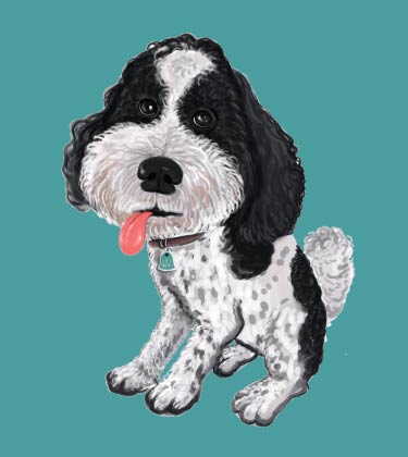 Lustiges Porträt des lockigen Hundes mit herausgestreckter Zunge